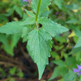 Purple Haze Hummingbird Mint