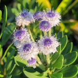 Globe Daisy - C&J Gardening Center