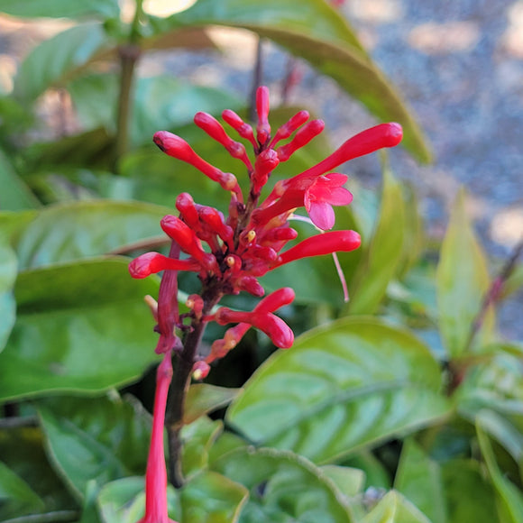 Red Firespike Flower Shrub