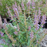 Purple Haze Hummingbird Mint