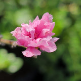Early Pink Flowering Peach - C&J Gardening Center