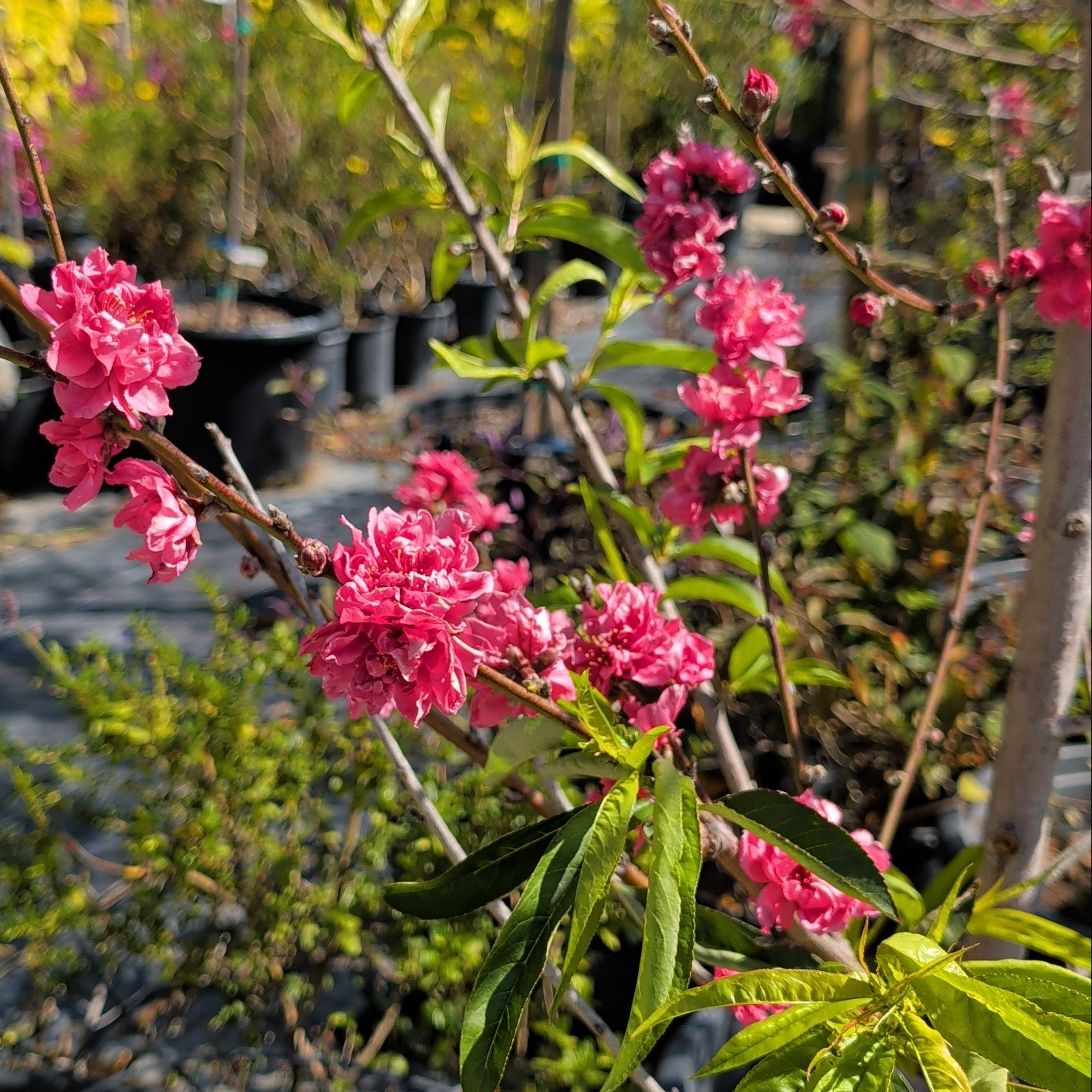 Early Red Flowering Peach | C&J Gardening Center
