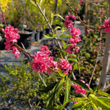 Early Red Flowering Peach