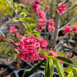 Early Red Flowering Peach
