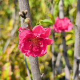 Early Red Flowering Peach