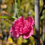 Early Red Flowering Peach