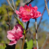 Early Red Flowering Peach - C&J Gardening Center