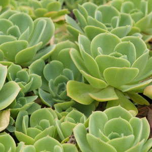 rose like succulent Echeveria Green Rose