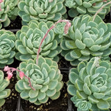 Mexican Snowball Succulent - C&J Gardening Center