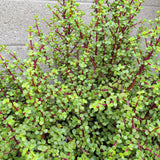 Elephant Bush