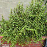 Elephant Bush