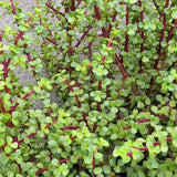 Elephant Bush