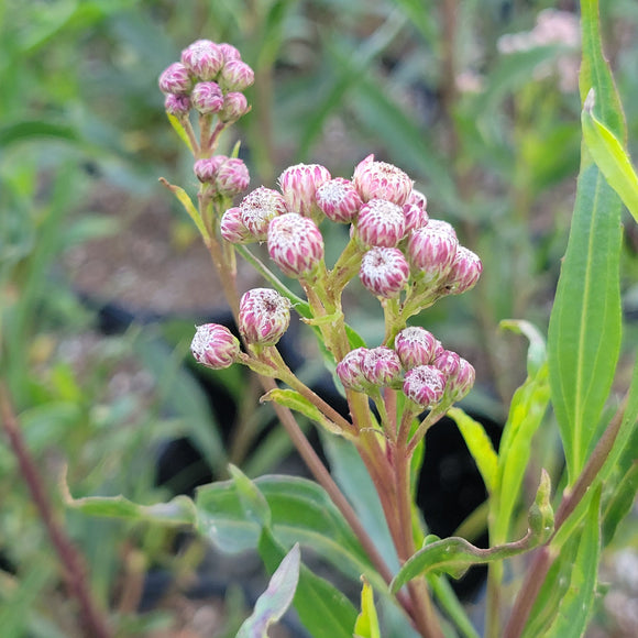 Mulefat Hedge Shrub