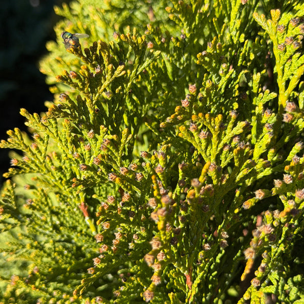 Emerald Green Arborvitae | C&J Gardening Center