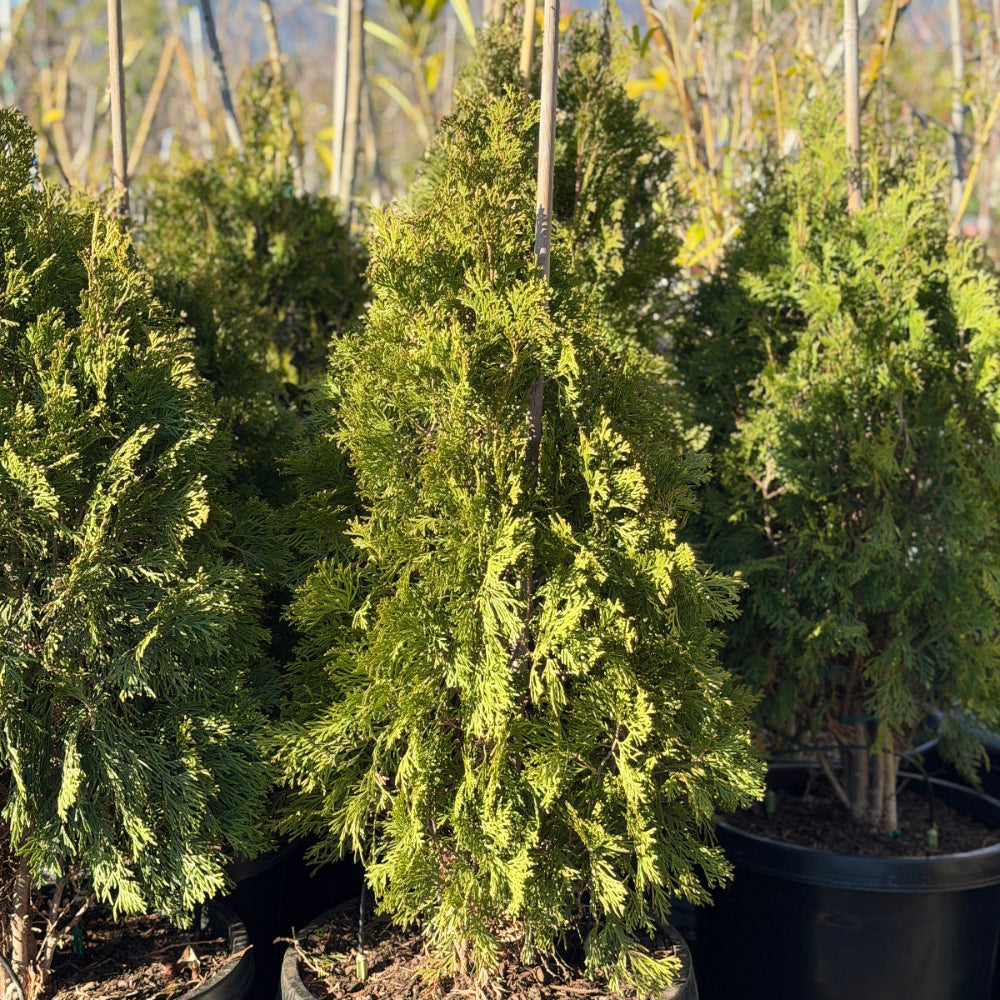Emerald Green Arborvitae Hedge Shrub