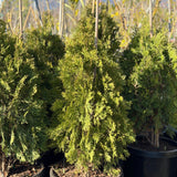 Emerald Green Arborvitae - C&J Gardening Center