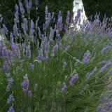 English Lavender