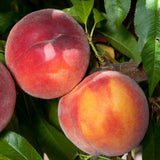Eva's Pride Yellow Peach