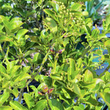 Evergreen Euonymus - C&J Gardening Center