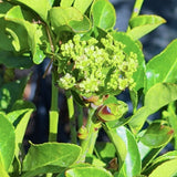 Evergreen Euonymus - C&J Gardening Center