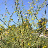 Desert Museum Palo Verde - C&J Gardening Center