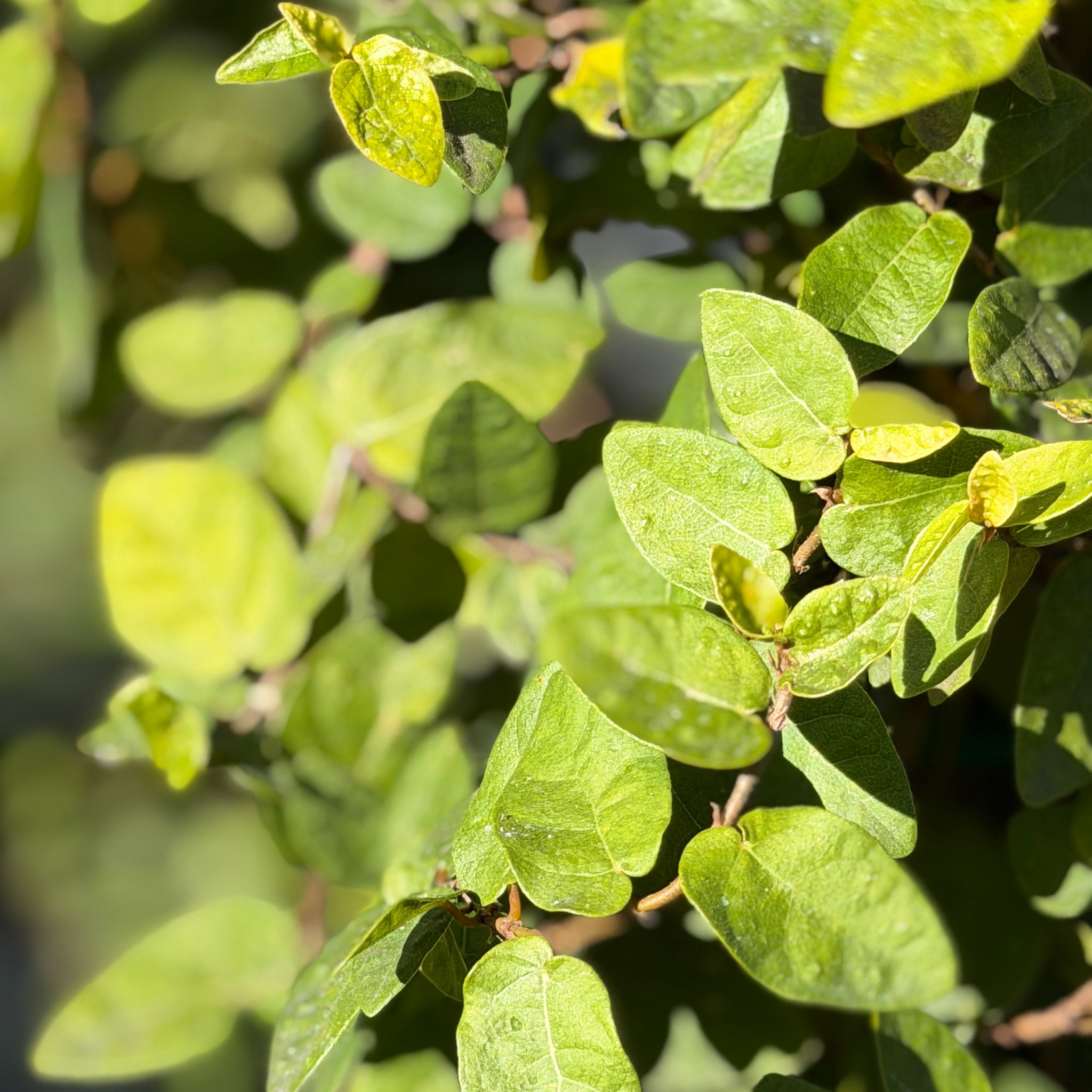 Creeping Fig Vine