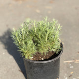 California Sagebrush