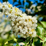 White Crape Myrtle