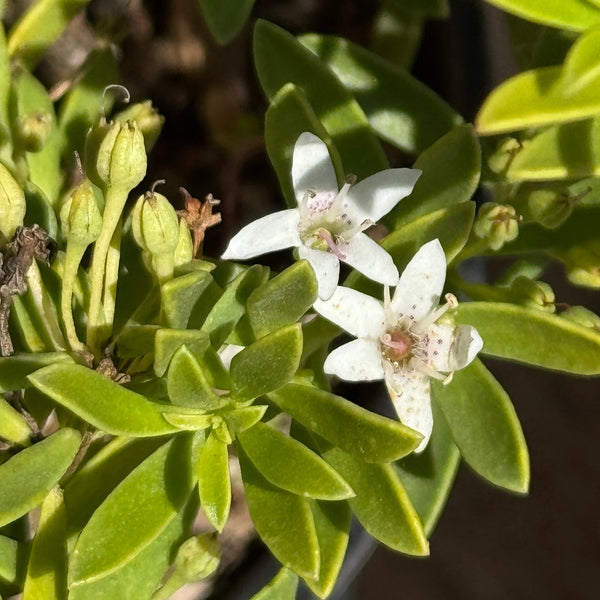Myoporum Putah Creek | C&J Gardening Center