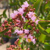 Lavender Crape Myrtle - C&J Gardening Center