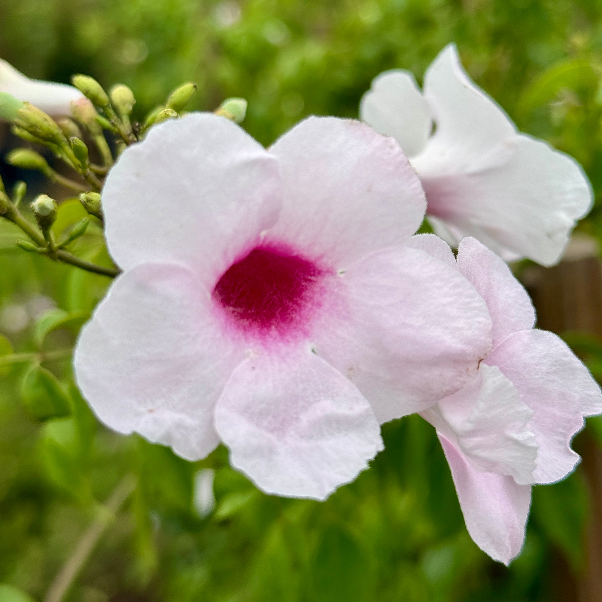 Vines | C&J Gardening Center
