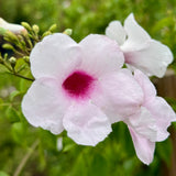 Pink Bower Vine