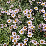 Pink Seaside Daisy - C&J Gardening Center