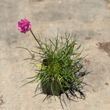 Splendens Sea Thrift - C&J Gardening Center