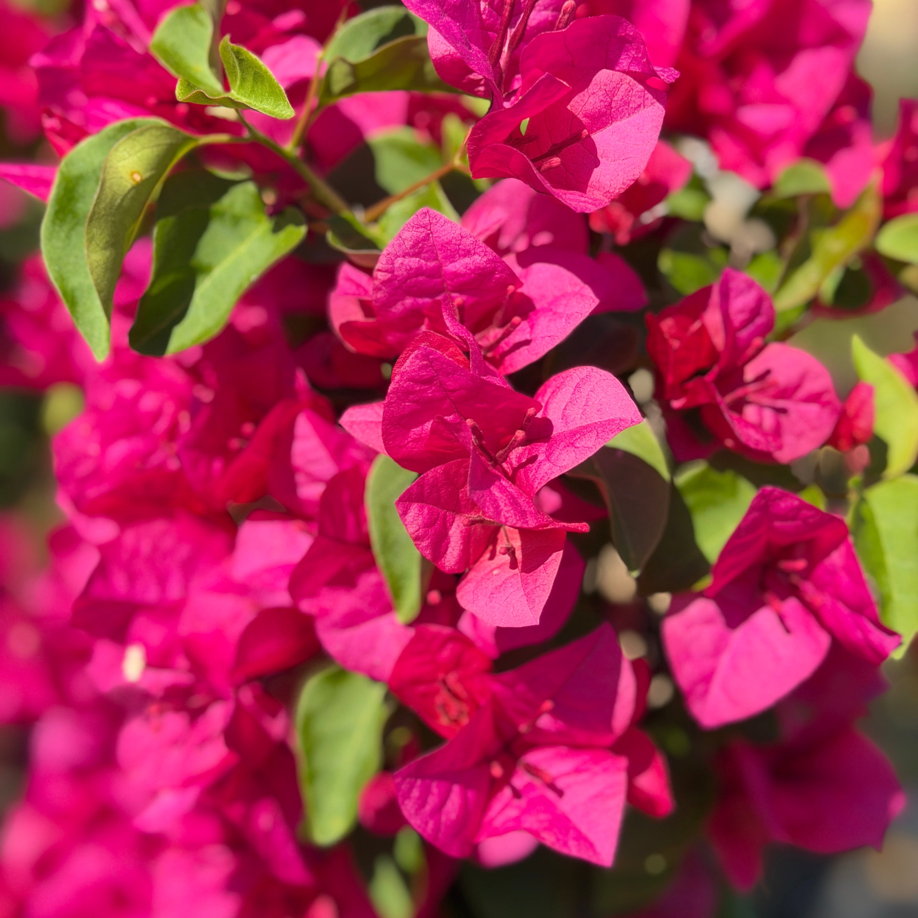 Red Shade Bougainvillea Vine Vine - 5 Gallon Staked ( 2