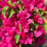 Red Bougainvillea Vine