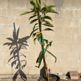 Chinese Giant Loquat (Seeding)
