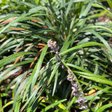 Blue Lily Turf - C&J Gardening Center