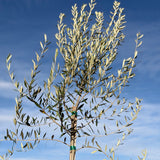 Fruitless Olive Tree - Standard Trunk