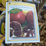 Sharp Velvet Pomegranate
