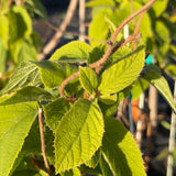 Jenny Fuzzy Self-Fruitful Kiwi