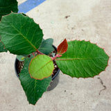 Lemonade Berry - C&J Gardening Center