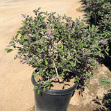 Arabian Lilac - C&J Gardening Center
