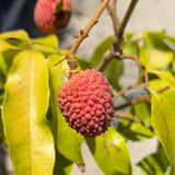 Mauritius Lychee - C&J Gardening Center