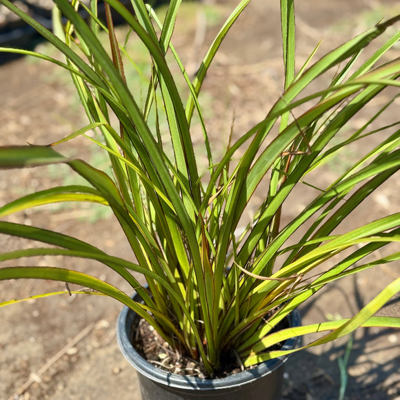 Tom Thumb New Zealand Flax