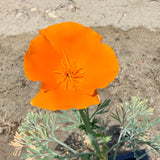 California Poppy - C&J Gardening Center