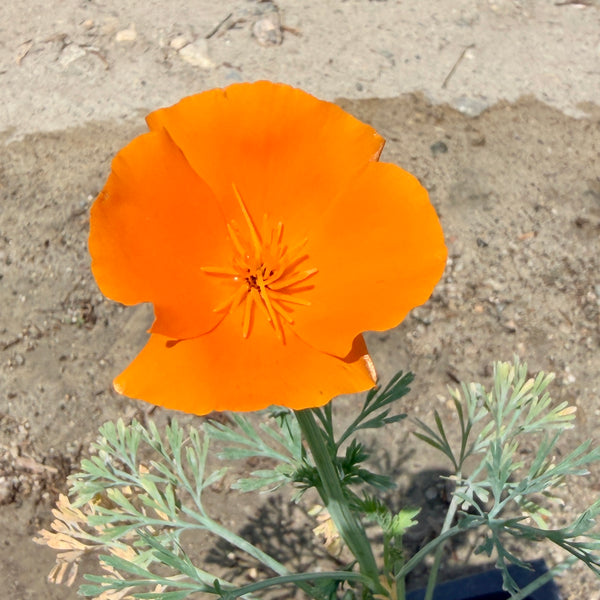 California Poppy | C&J Gardening Center