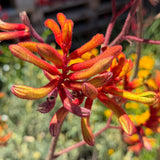 Orange Kangaroo Paw - C&J Gardening Center