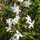 Pink Jasmine Vine