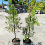 Fern Pine - Podocarpus gracilior - C&J Gardening Center
